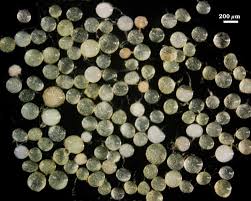 Attēlu rezultāti vaicājumam “Dianema depressum spores”