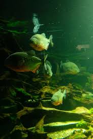 Image result for Prestatyn Piranhas