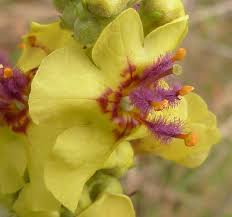 Attēlu rezultāti vaicājumam “Verbascum nigrum flower”