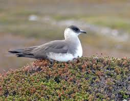 Image result for Stercorarius parasiticus