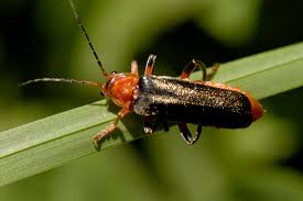 Attēlu rezultāti vaicājumam “Cantharis livida”