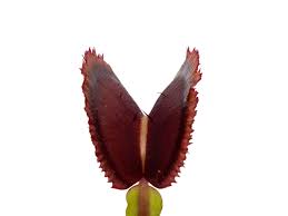 Attēlu rezultāti vaicājumam “Diachea muscorum”