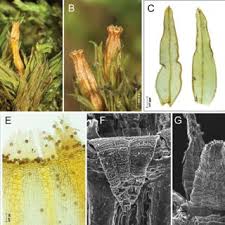 Attēlu rezultāti vaicājumam “Orthotrichum affine var. affine”