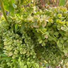 Image result for Atriplex hortensis