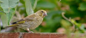 Attēlu rezultāti vaicājumam “Chloris chloris female”