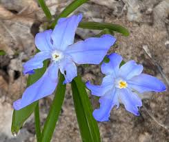 Attēlu rezultāti vaicājumam “Scilla luciliae”