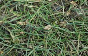 Attēlu rezultāti vaicājumam “Carex chordorrhiza”