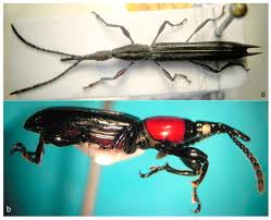 Image result for Coleoptera Curculionoidea