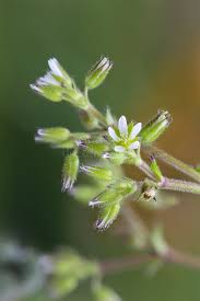 Attēlu rezultāti vaicājumam “Cerastium semidecandrum bud”