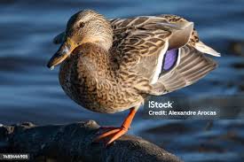 Attēlu rezultāti vaicājumam “Anas platyrhynchos female”