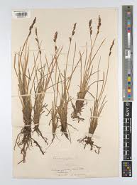 Attēlu rezultāti vaicājumam “Carex cespitosa”