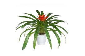 Картинки по запросу гусмания