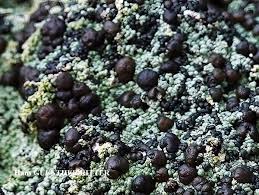 Attēlu rezultāti vaicājumam “Trapeliopsis granulosa”