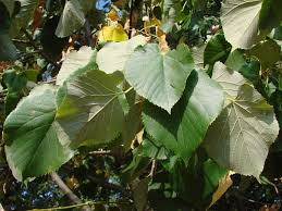 Attēlu rezultāti vaicājumam “Tilia x moltkei”