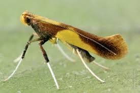 Attēlu rezultāti vaicājumam “Caloptilia alchimiella”