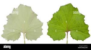 Attēlu rezultāti vaicājumam “Tussilago farfara leaf”