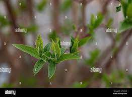 Attēlu rezultāti vaicājumam “Philadelphus coronarius leaf”