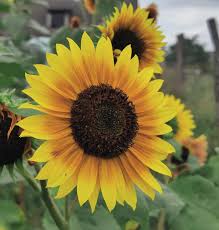 Image result for Sonnenblume