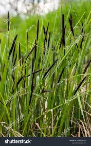 Attēlu rezultāti vaicājumam “Carex acuta leaf”