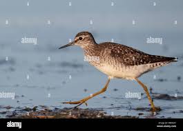 Attēlu rezultāti vaicājumam “Tringa glareola”