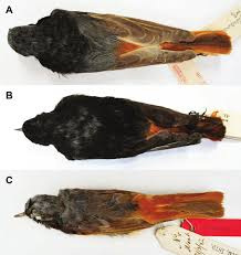 Attēlu rezultāti vaicājumam “Phoenicurus ochruros”