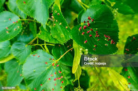 Attēlu rezultāti vaicājumam “Eriophyes tiliae”