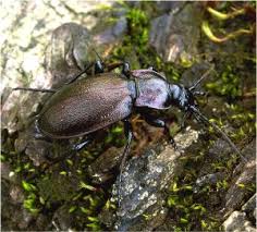 Attēlu rezultāti vaicājumam “Carabus nemoralis”