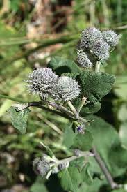 Attēlu rezultāti vaicājumam “Arctium tomentosum”