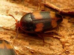 Attēlu rezultāti vaicājumam “Tetratoma fungorum”