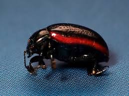 Attēlu rezultāti vaicājumam “Chrysolina sanguinolenta”