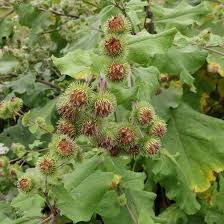 Attēlu rezultāti vaicājumam “Arctium nemorosum”