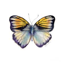 Attēlu rezultāti vaicājumam “Pieridae”