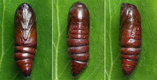 Attēlu rezultāti vaicājumam “Acronicta leporina larva”