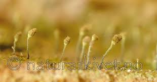 Attēlu rezultāti vaicājumam “Chaenotheca laevigata”