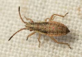 Attēlu rezultāti vaicājumam “Myrmus miriformis”