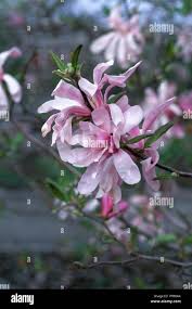 Attēlu rezultāti vaicājumam “Magnolia x loebneri flower”