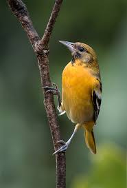 Image result for Icterus galbula