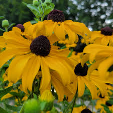 Image result for Rudbeckia