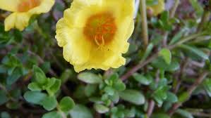 Attēlu rezultāti vaicājumam “Portulaca oleracea flower”