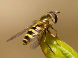 Attēlu rezultāti vaicājumam “Syrphus sp.”