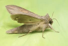 Attēlu rezultāti vaicājumam “Cucullia umbratica”