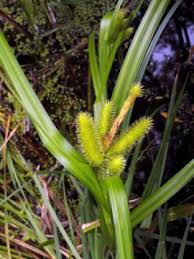 Attēlu rezultāti vaicājumam “Carex pseudocyperus female flower”