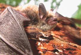 Attēlu rezultāti vaicājumam “Myotis brandtii”