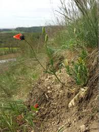 Attēlu rezultāti vaicājumam “Papaver argemone bud”