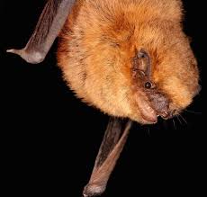 Attēlu rezultāti vaicājumam “Pipistrellus pygmaeus”
