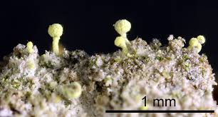 Attēlu rezultāti vaicājumam “Chaenotheca brachypoda”