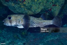 Image result for Diodon hystrix