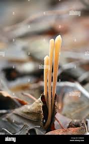 Attēlu rezultāti vaicājumam “Macrotyphula fistulosa”