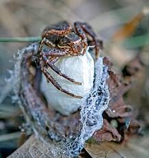 Attēlu rezultāti vaicājumam “Xysticus bifasciatus female”