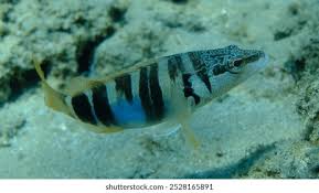 Image result for Serranus scriba